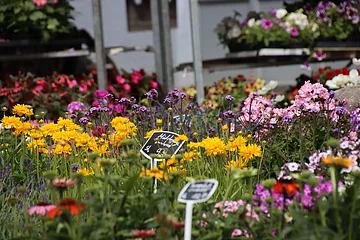 Rosenfest in Berching