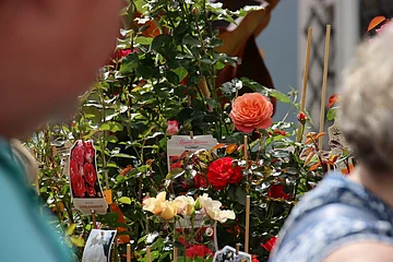 Rosenfest in Berching