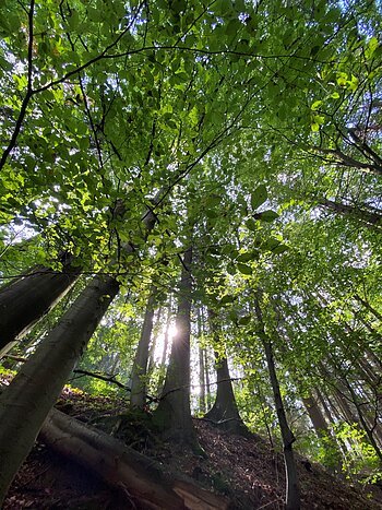 Wald bei Thann Wald bei Thann