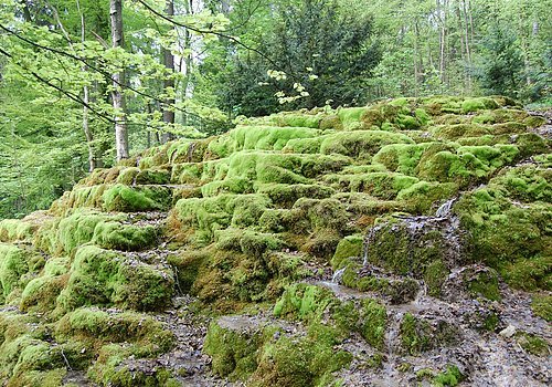 Hoher Brunnen bei Berching