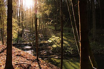 Kalktuffkaskaden bei Holnstein