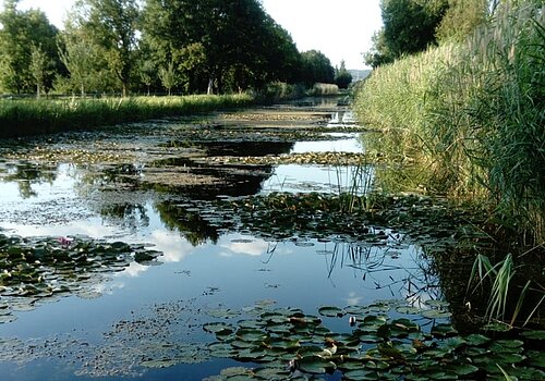 Seerosen am alten Ludwigskanal